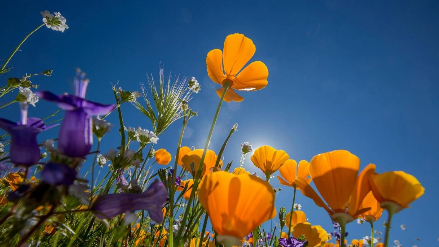 Equinócio: por que a primavera começa hoje, 20 de março