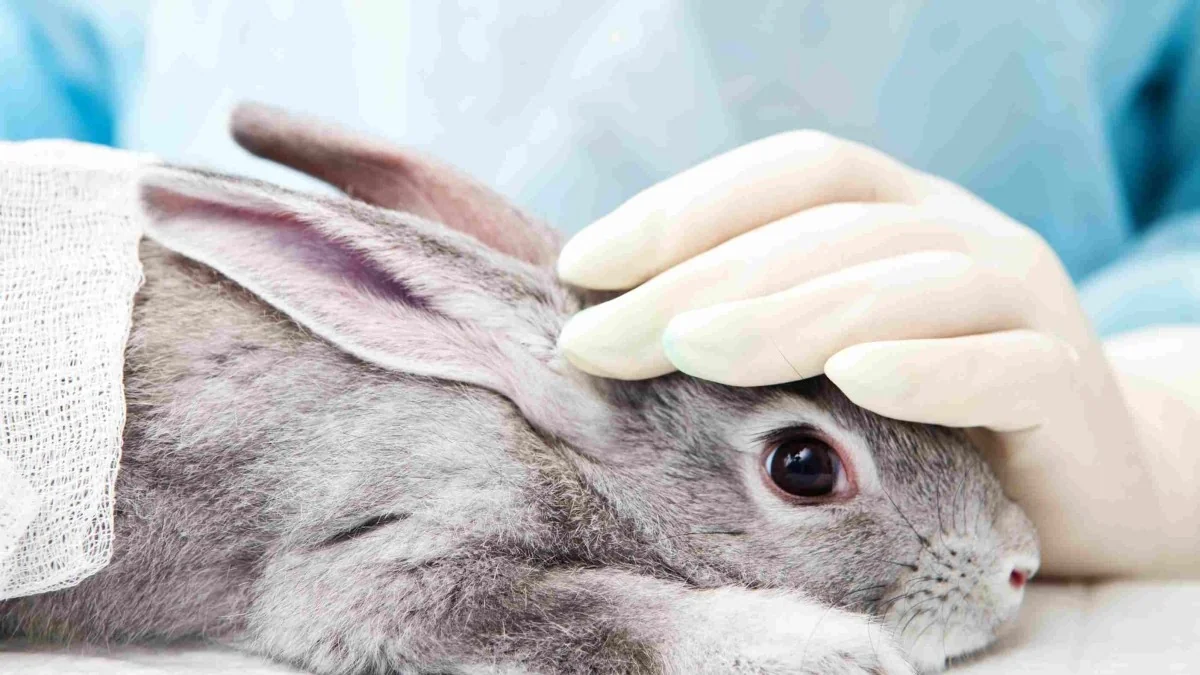 EUA apostam em métodos sem animais: NIH investe mais de US$150 milhões para inovar pesquisa humana