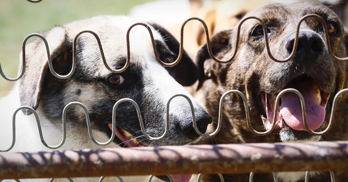 Expatriados fogem de Dubai e deixam rastro de animais abandonados; pedidos de eutanásia alarmam voluntários