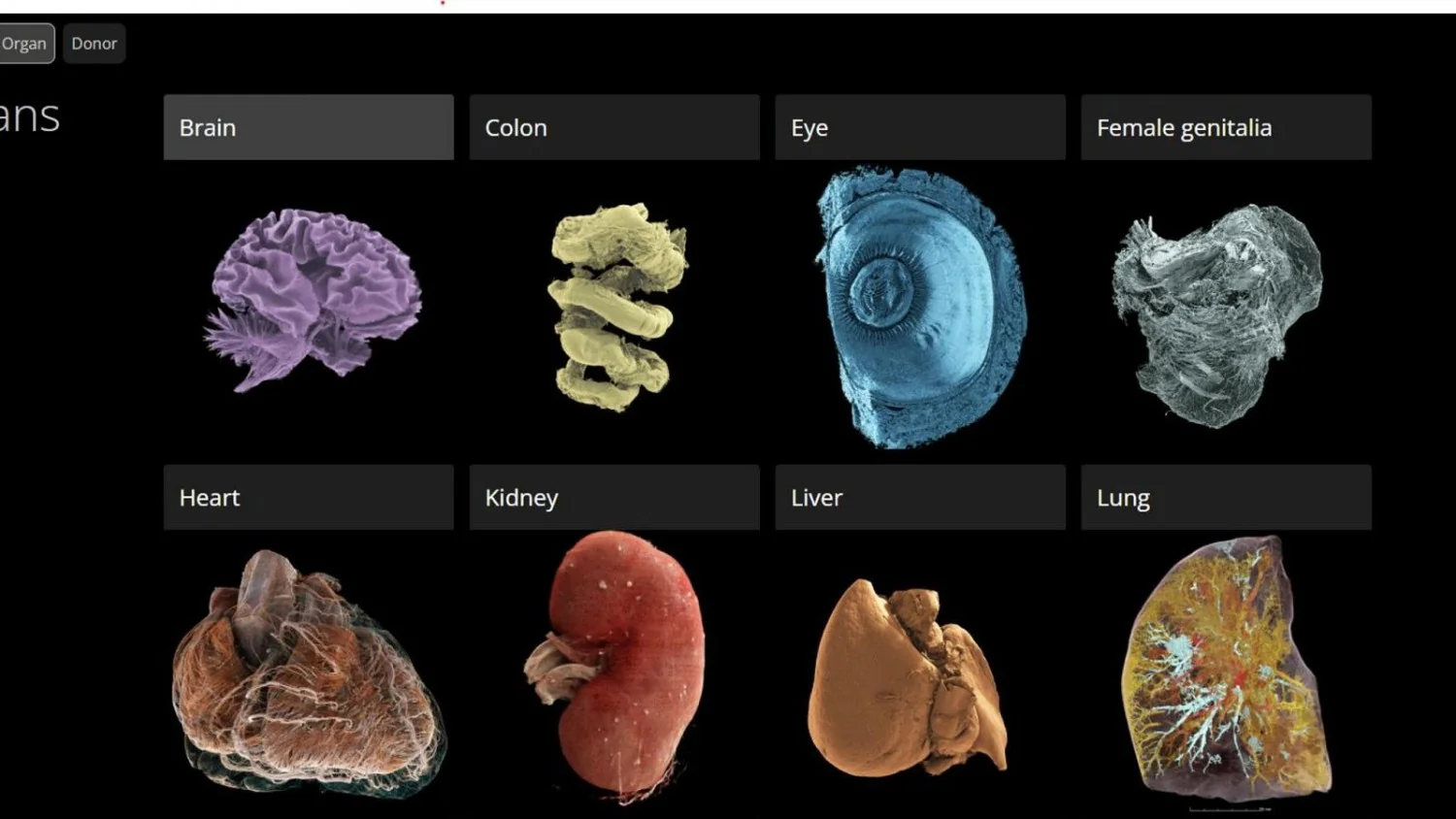 Human Organ Atlas: atlante 3D liga células a órgãos com resolução quase celular