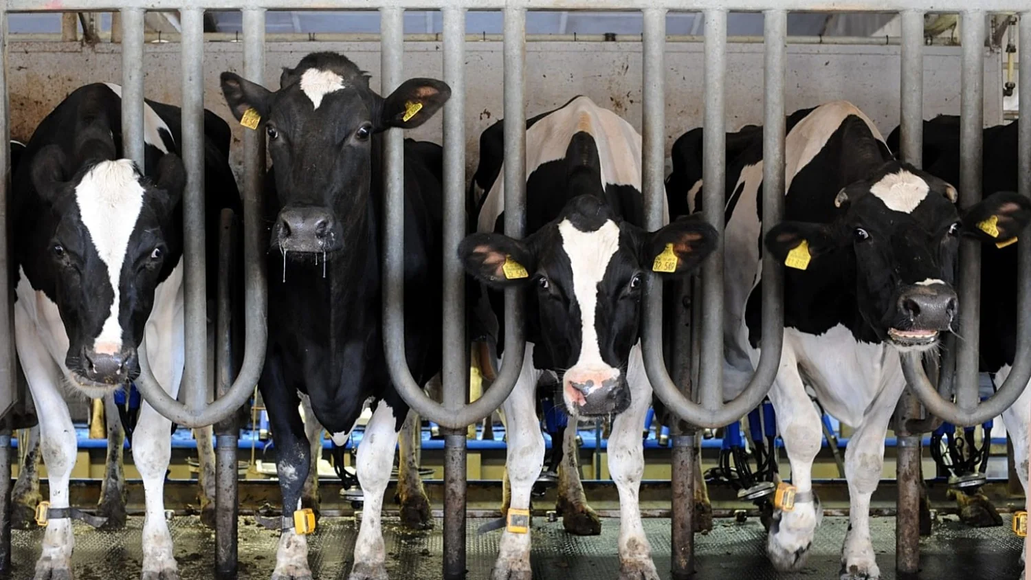 Como a indústria da carne mantém suas emissões fora da agenda climática