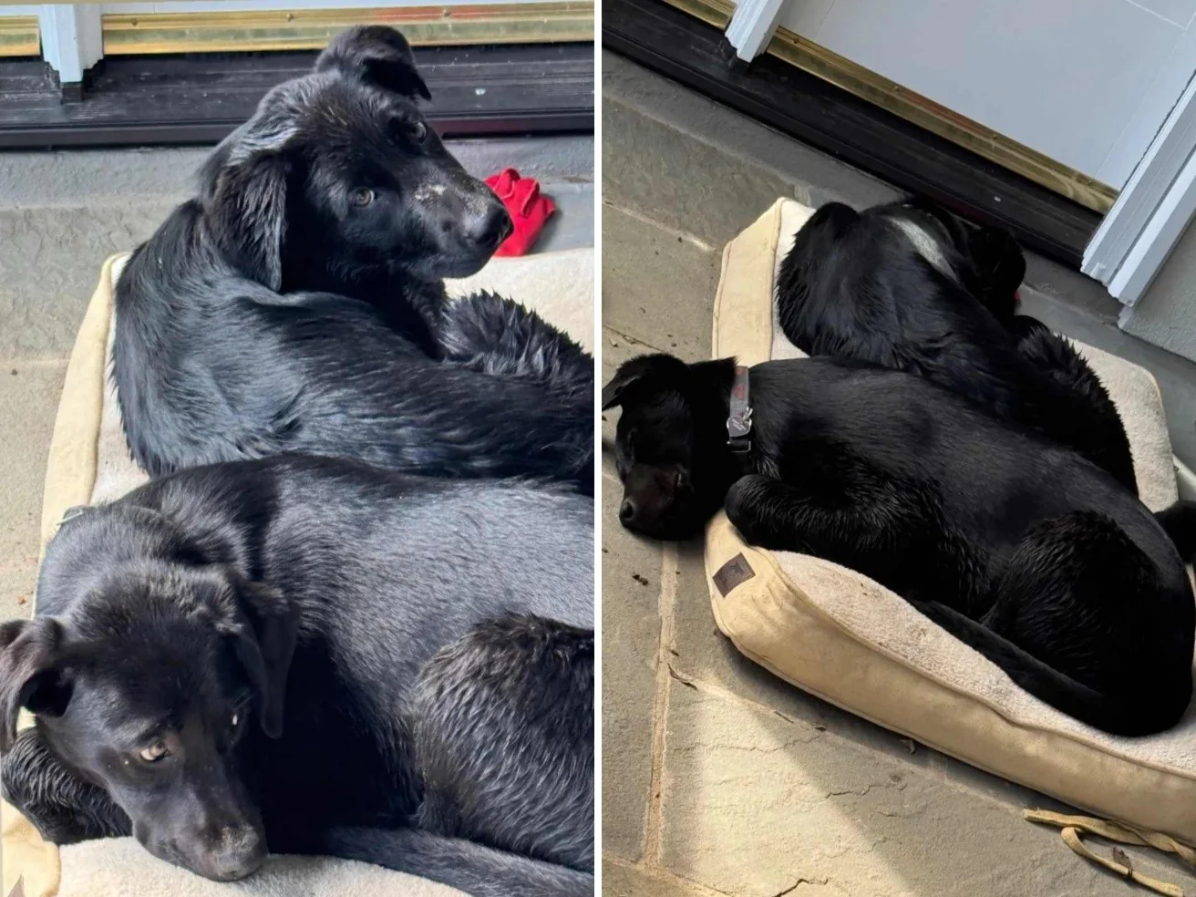 Joe e Jill Biden adotam dois filhotes labrador resgatados: Boo e Scout chegam de abrigo no Tennessee
