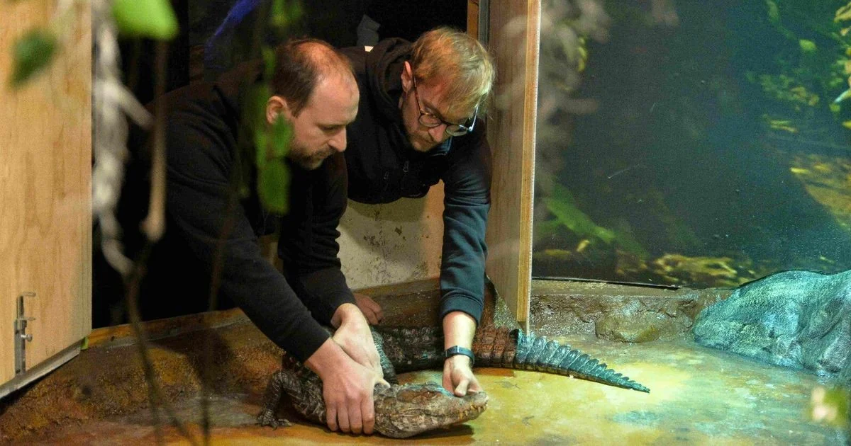 Kalman, o menor caimão do mundo, chega ao Tropicarium Park Jesolo