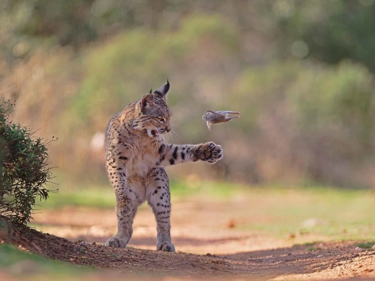 Fotografia vencedora do público mostra a lince ibérica brincando com sua presa — imagem símbolo de recuperação
