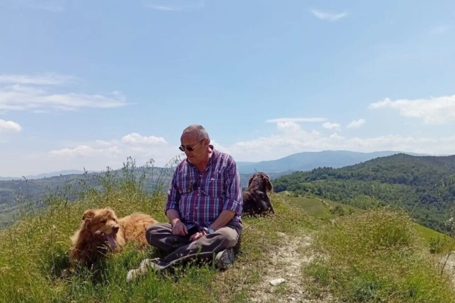 O lobo reaparece e some: por que a presença muda na Itália setentrional, explica o especialista