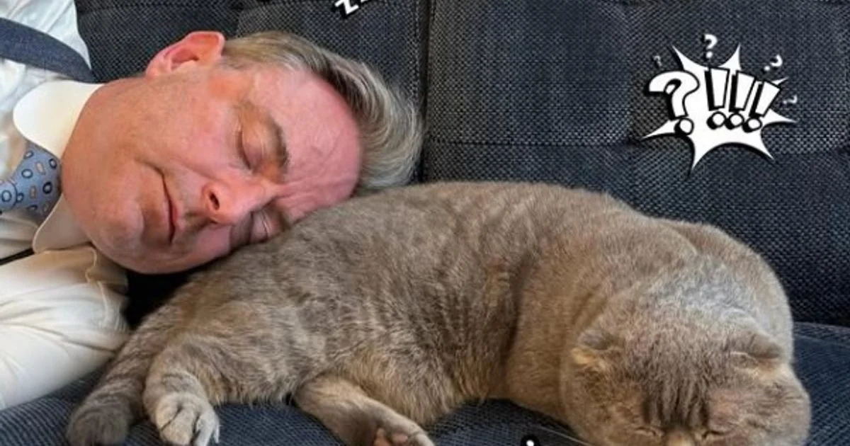 Maximus, o gato que redesenha o tabuleiro político do premiê Bart De Wever