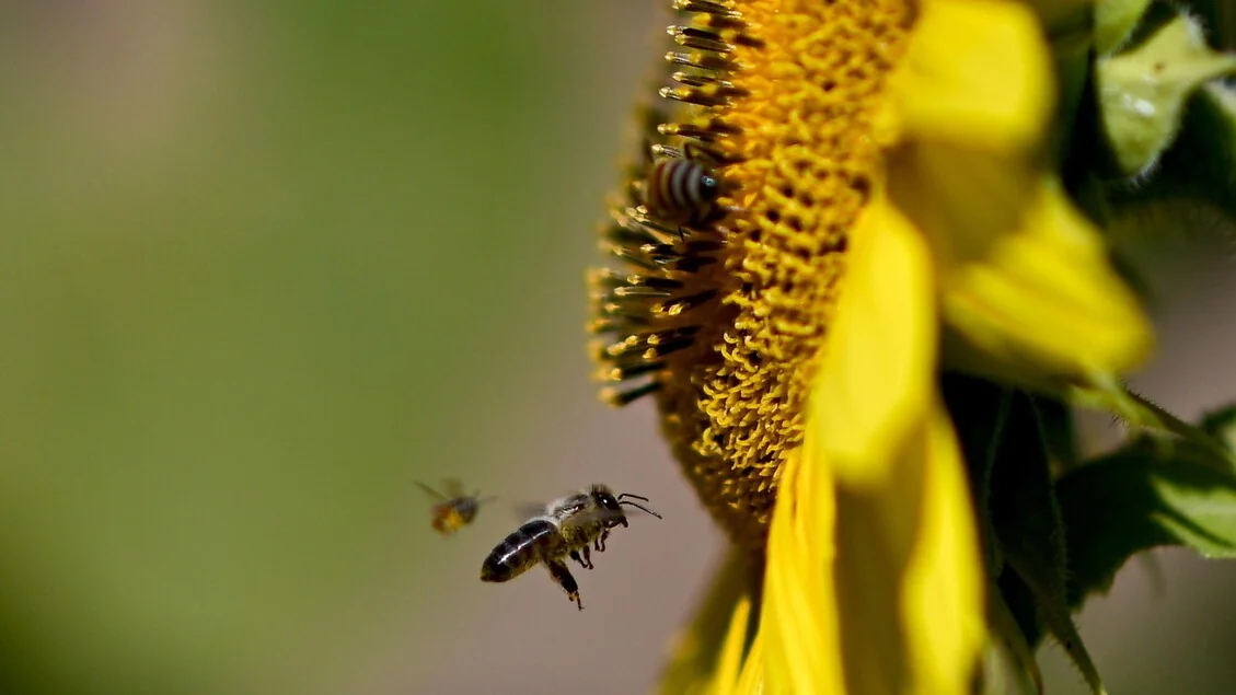Mudança climática estende a temporada de alergias ao pólen e aumenta casos em crianças na Itália