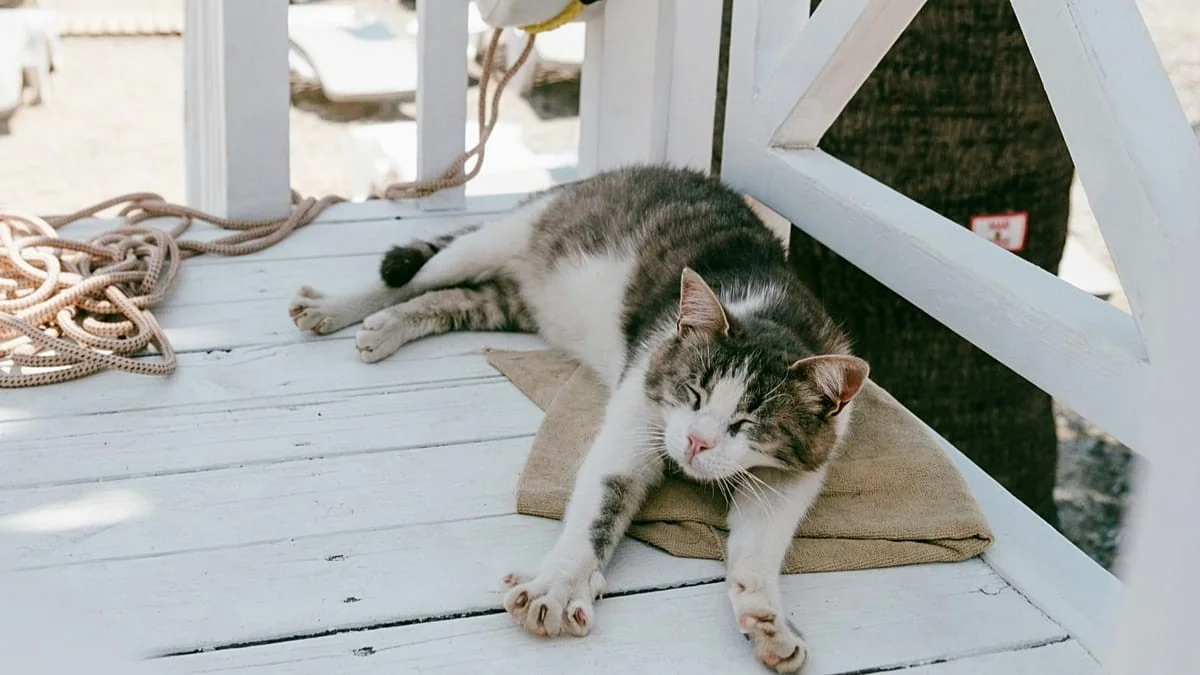 Navio-residência que aceita animais: viva a bordo com seu pet no mar