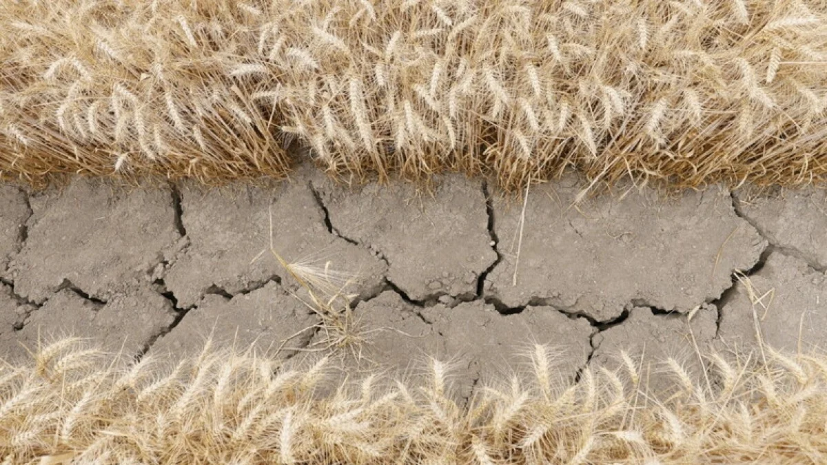 Alerta ONU: Terra acumulou calor recorde em 2025, OMM declara emergência climática