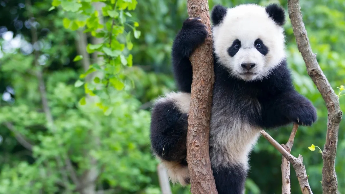 Panda gigante: de símbolo diplomático a espécie 'vulnerável' — por que ainda precisa de proteção