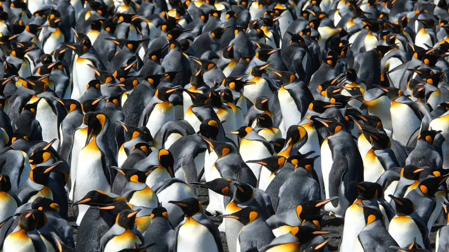 Pinguins reais se adaptam e avançam reprodução com a mudança climática — alerta sobre limites do ganho