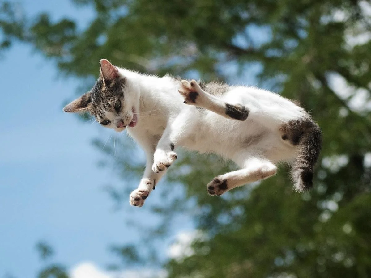 Por que os gatos quase sempre caem em pé? A ciência japonesa revela o segredo da coluna flexível