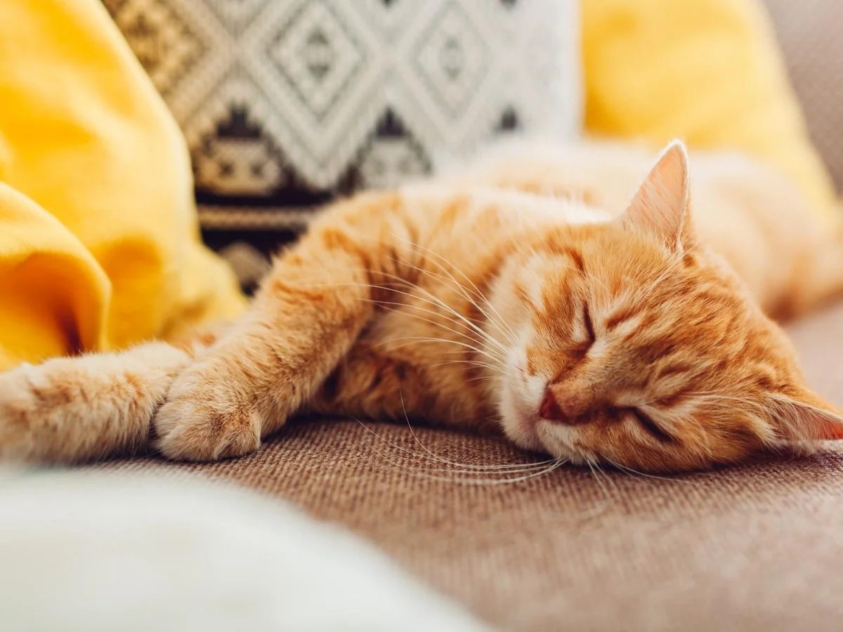 Por que os gatos preferem dormir do lado esquerdo? O instinto de sobrevivência em ação