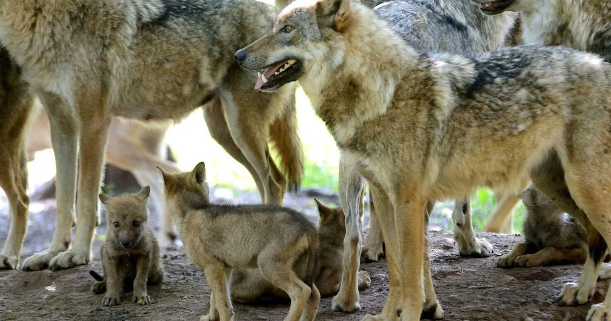 Por que tantos lobos morrem na Itália em 2026? Análise do aumento de óbitos e mudanças nas normas