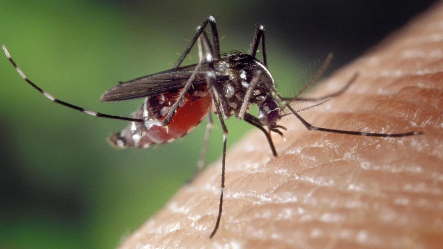 Primeiros casos de dengue em Friuli Venezia Giulia: dois confirmados em Trieste