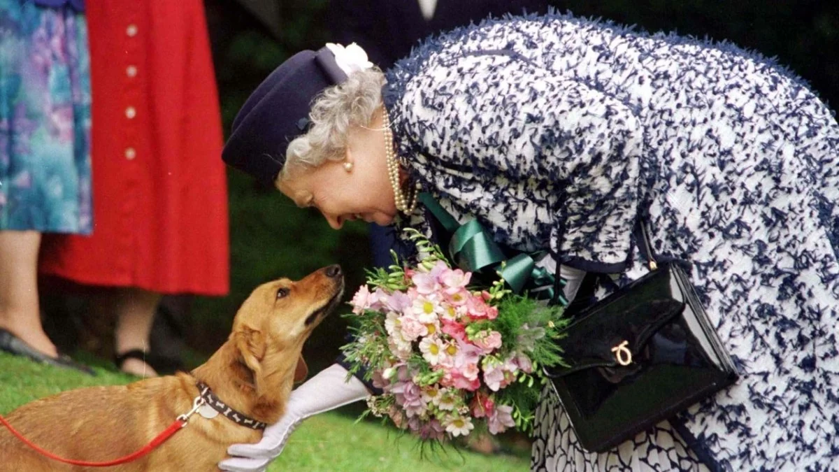 Reino Unido estuda banir os Corgis da rainha por risco à saúde: 67 raças sob avaliação