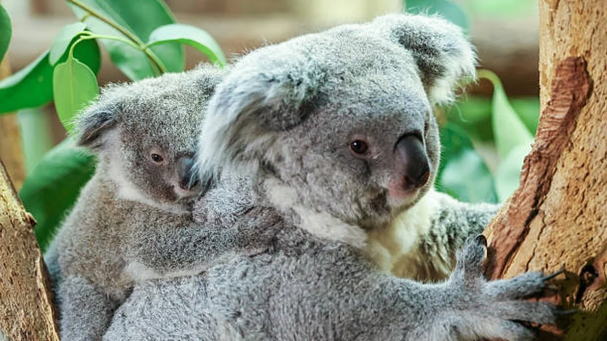 A surpreendente renascença dos koalas: como a espécie recuperou diversidade genética e inspira a conservação