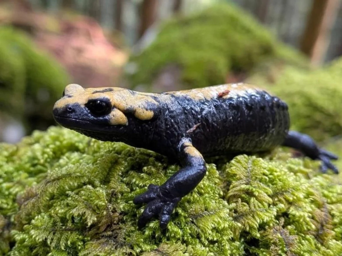 Nova população da salamandra de Aurora descoberta em Val di Sella impulsiona conservação