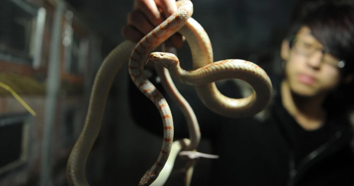 Estudo revela: serpentes perderam o gene da grelina e suportam longos períodos de jejum
