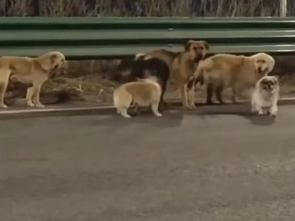 Viral na China: sete cães escapam de caminhão e percorrem 17 km para voltar às famílias