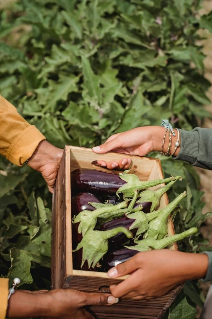 UE lança plataforma 'Women in Farming' para reduzir a desigualdade de gênero no campo