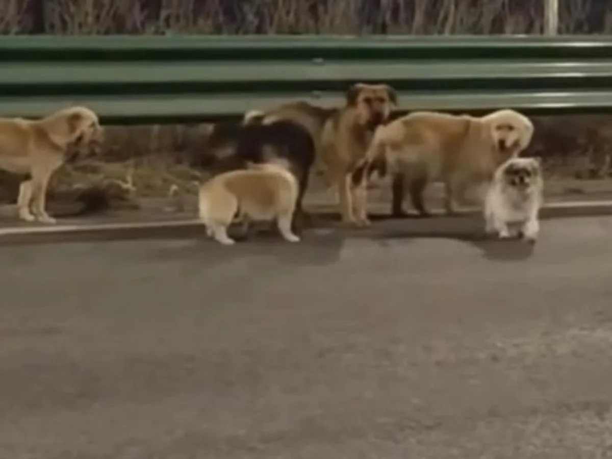 A verdade sobre os sete cães filmados em Jilin: não houve sequestro nem jornada rumo a casa