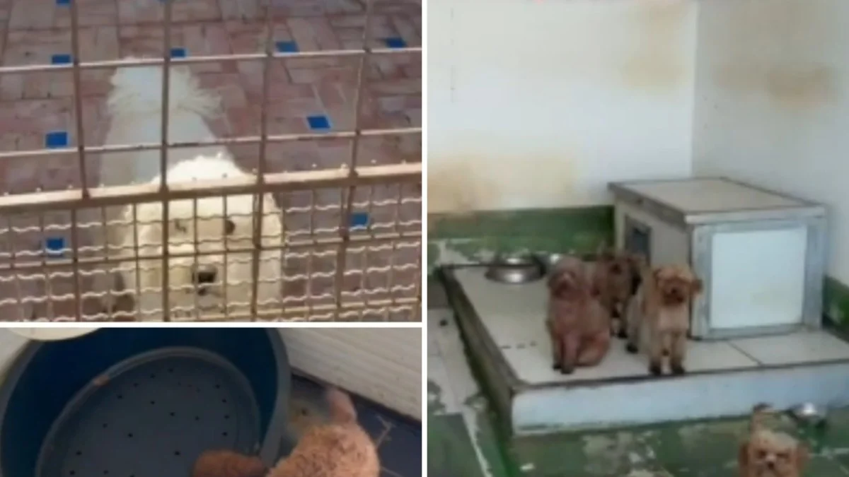 Resgate em Villaricca expõe criadouros ilegais: 26 poodles toy viviam em 'fábricas de filhotes' vendidas online
