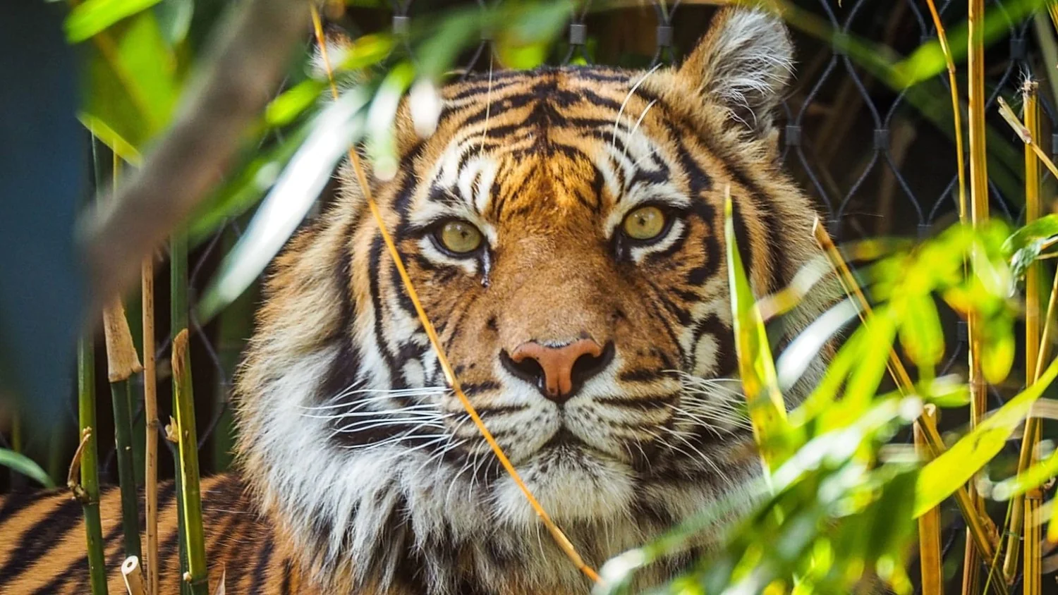 Vitórias verdes e animais ‘super-heróis’: as histórias ambientais positivas de 2026