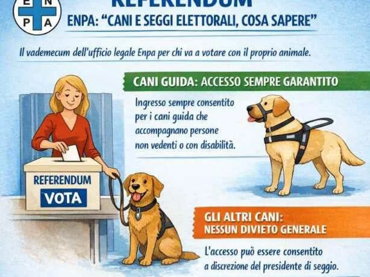 Votar com o seu cão: o que é permitido e quais regras valem nos locais de votação