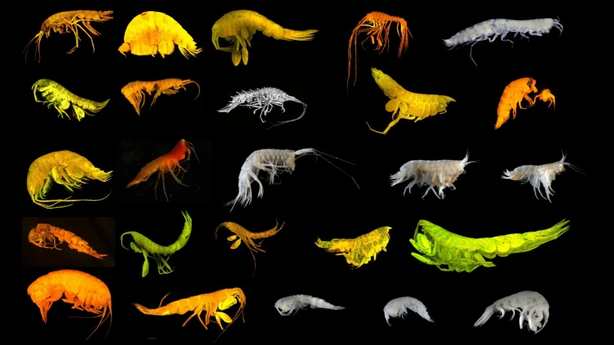 Descobertas 24 novas espécies nas profundezas da Zona Clarion-Clipperton: um farol de biodiversidade no Pacífico