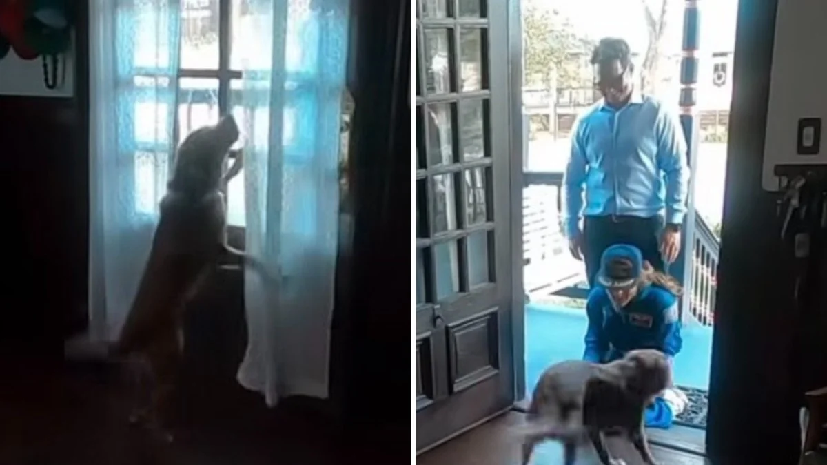 O abraço que atravessou a órbita: como o cão Sadie recebeu a astronauta Christina Koch após Artemis II