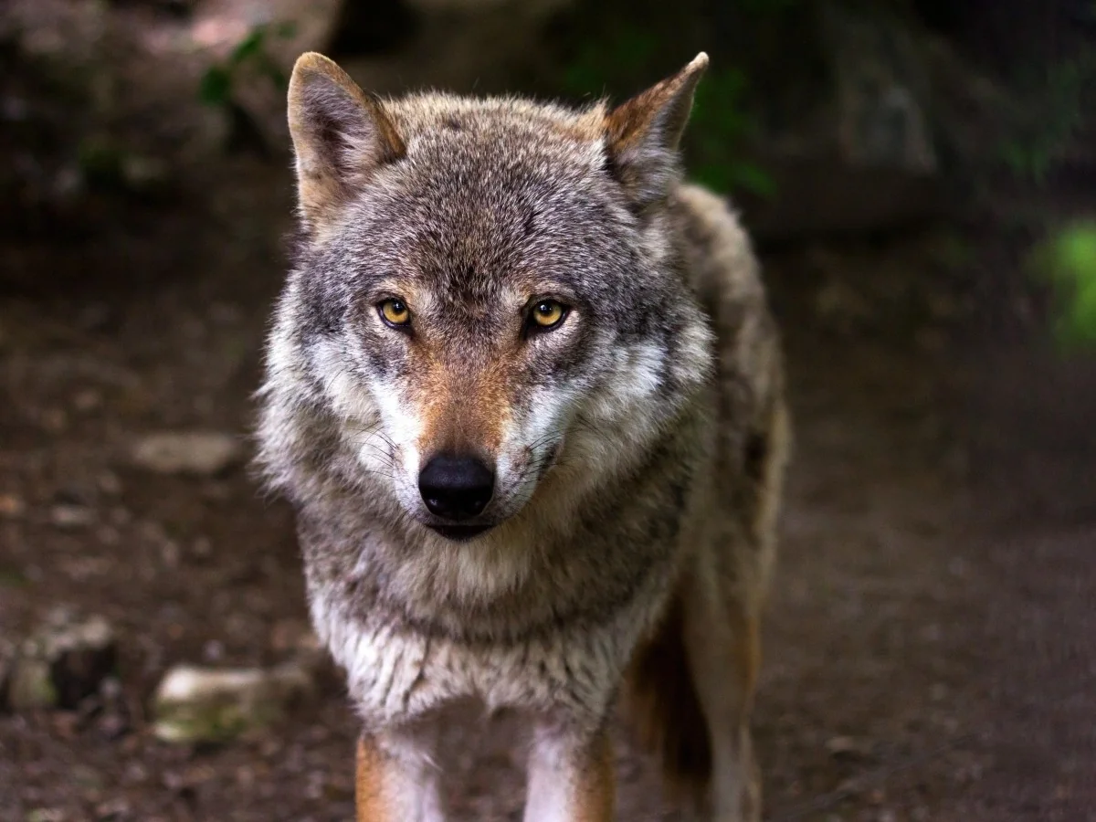 Alemanha devolve à natureza o lobo que mordeu mulher em Hamburgo — monitorado por radiocoleira GPS