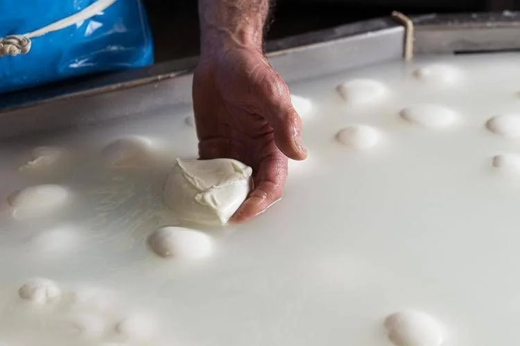 Crise no Golfo pressiona custos e ameaça exportação da Mozzarella di Bufala Campana DOP