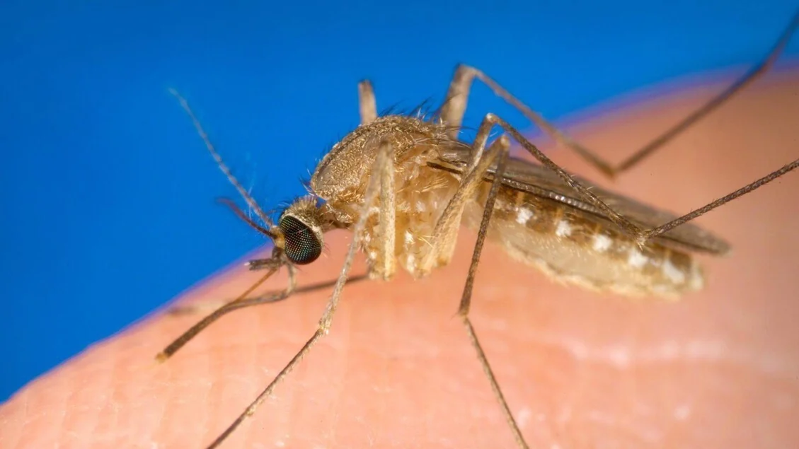 Estudo revela que autoanticorpos aumentam em até 2000x risco de encefalite por vírus West Nile