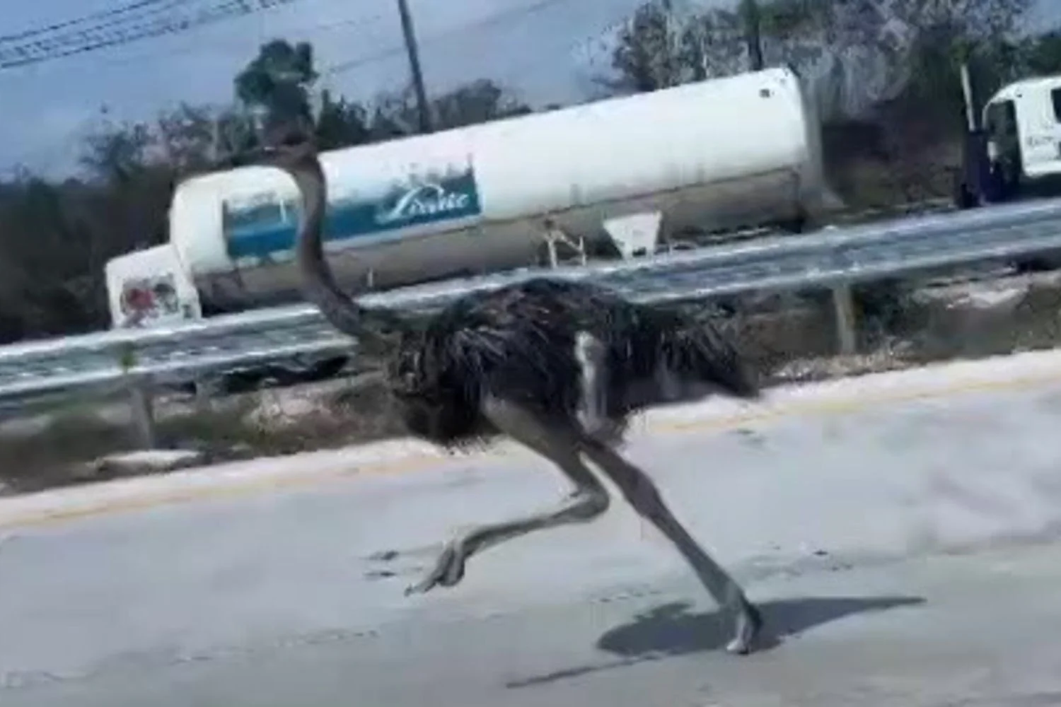 Avestruz foge e semeia caos em rodovia da Tailândia; resgatado a 15 km de seu recinto