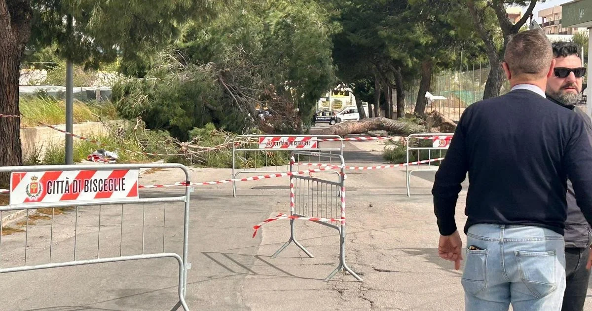 Menina de 12 anos morre em Bisceglie atingida por árvore em queda causada por vento forte