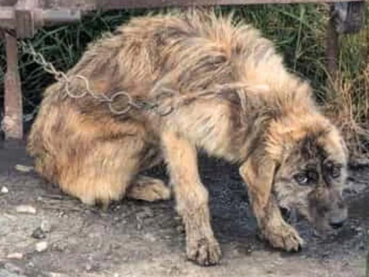Cão acorrentado é símbolo de maus-tratos — Fiamma resgatada e a caminho da adoção definitiva