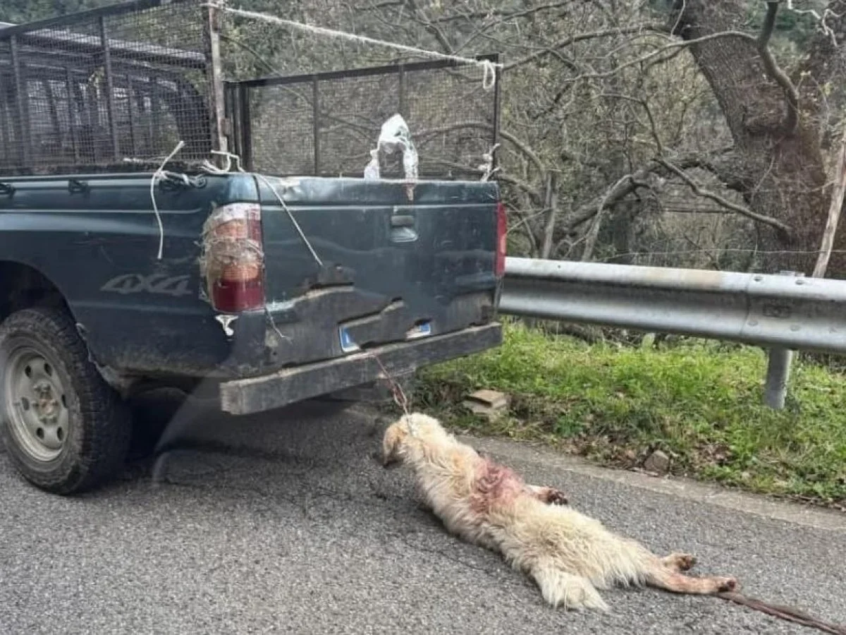 Cão é amarrado ao pick-up e arrastado em Longobucco; Brambilla pede investigação