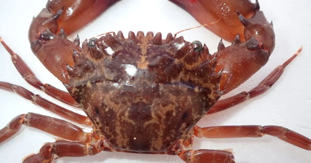 Caranguejo invasor do Mar Vermelho se estabiliza no Mar Jônico, alerta estudo