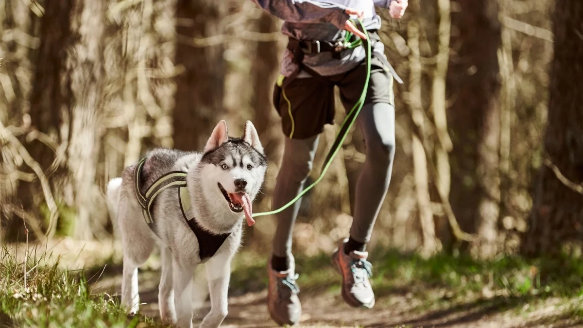 Como correr com o cão de forma segura: guia e a Arcaplanet Dog Run no Milano Running Festival