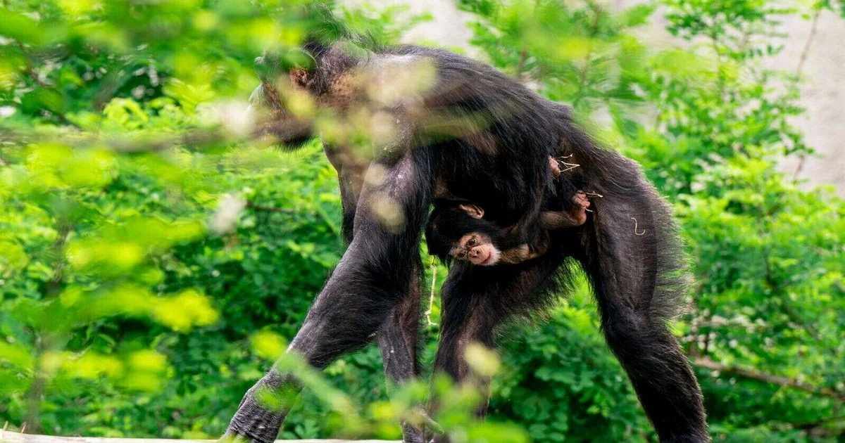 Divisão permanente e ataques letais entre chimpanzés de Ngogo expõem dinâmica social complexa
