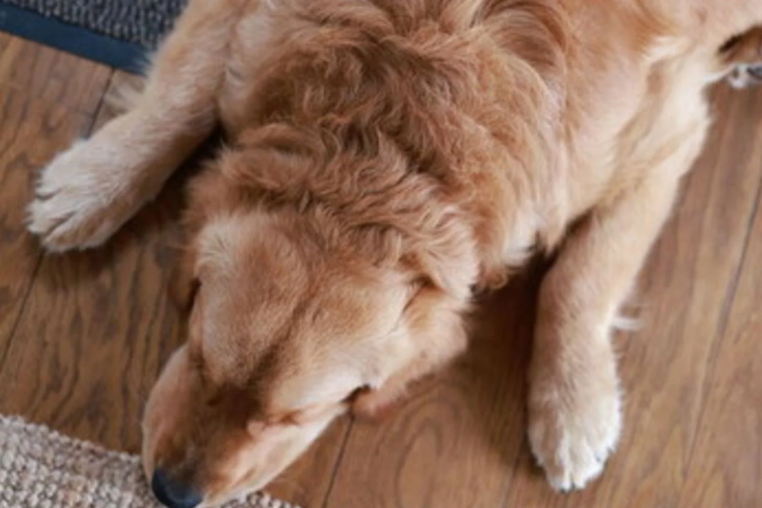Donos não identificam sinais sutis de dor em cães, revela estudo de Utrecht