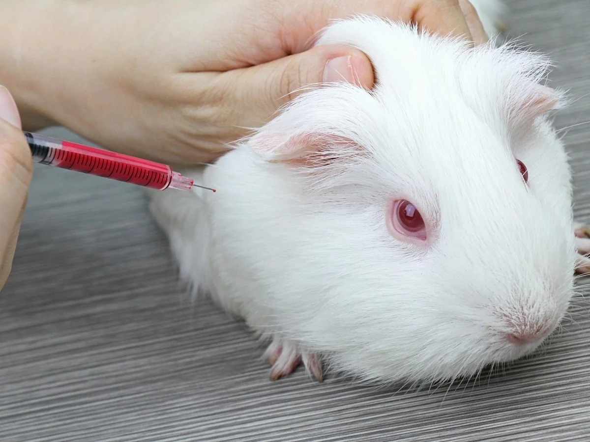 EMA propõe ‘cobaias virtuais’ para reduzir uso de animais em testes pré-clínicos