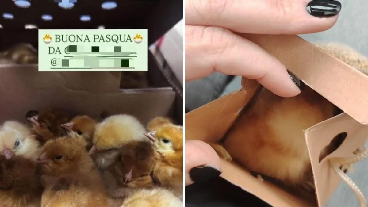 Escola na Campânia distribui pintinhos na Páscoa e provoca polêmica sobre bem‑estar animal