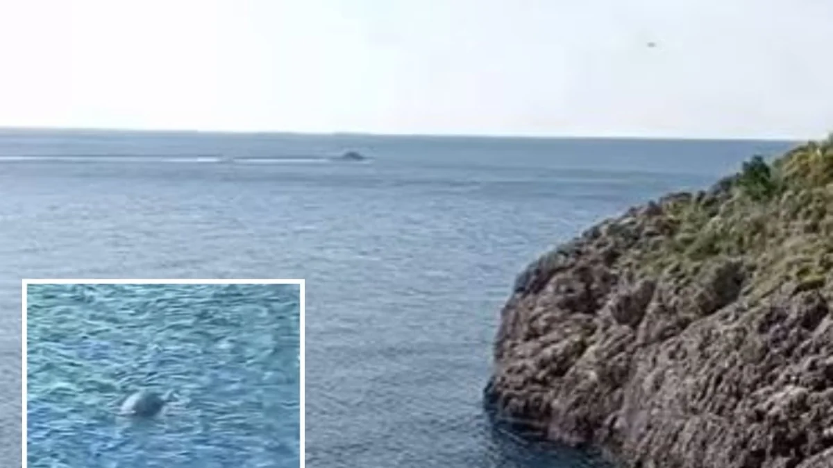 Foca-monaca reaparece em Punta Campanella: novo avistamento acende esperança no Mediterrâneo