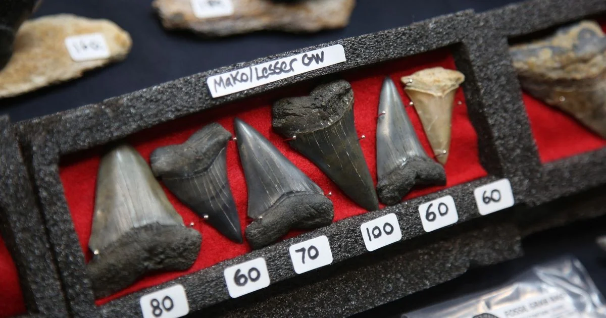 Fósseis de Halibee reconstroem como o Homo sapiens viveu há ~100 mil anos na África