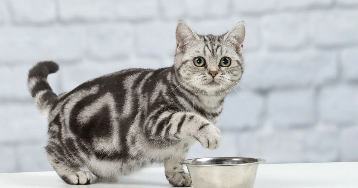 Por que os gatos perdem o apetite: o papel do olfato e da habituação