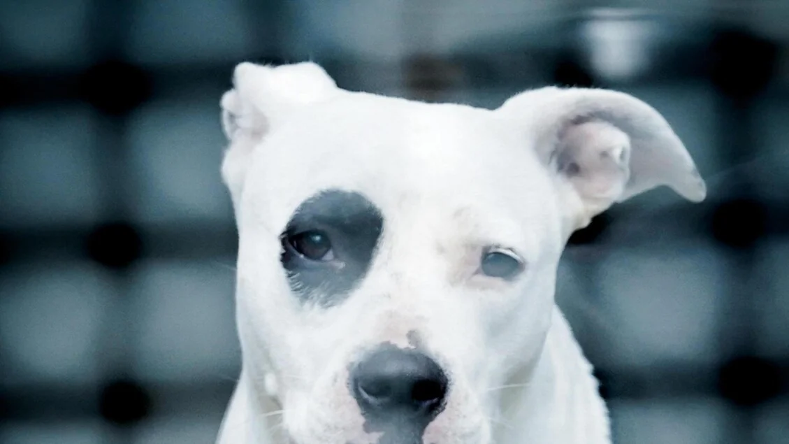 Gênova cria 'vila' para acolher os cães dos pacientes isolados do Policlínico San Martino