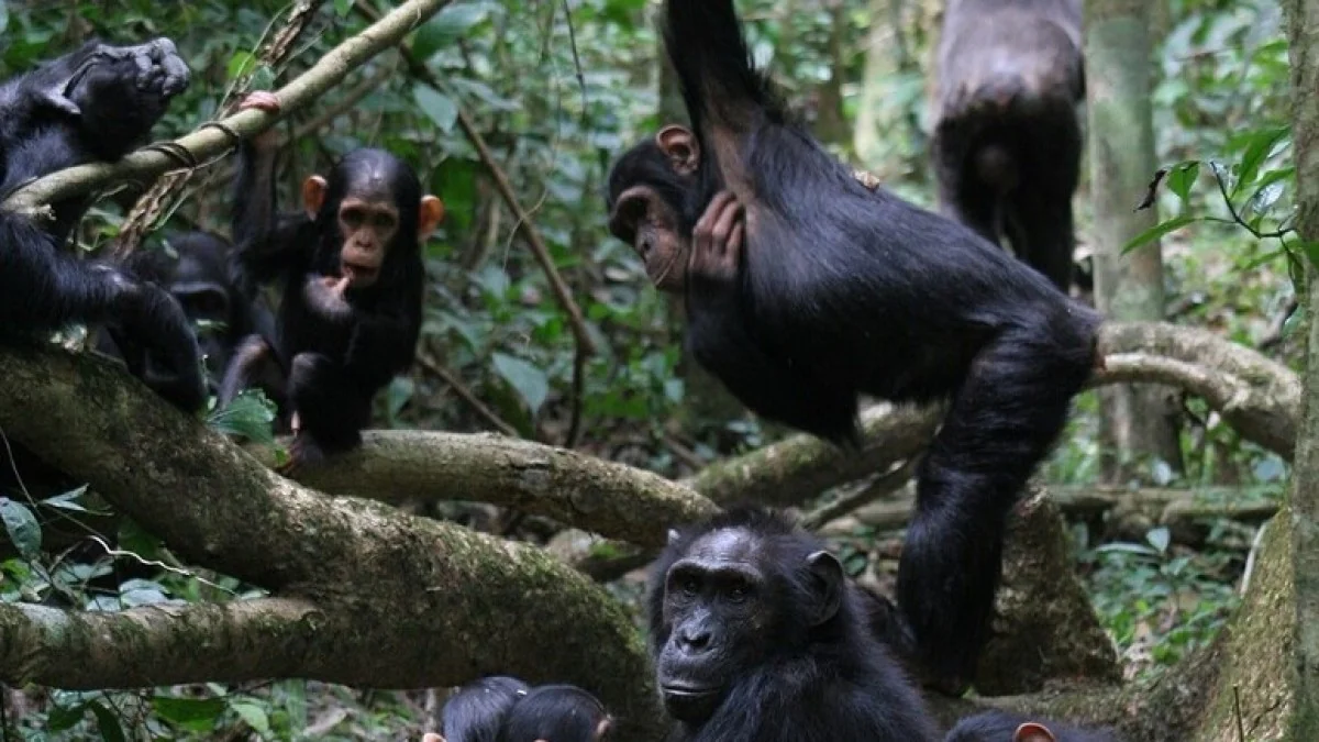 A «guerra civil» dos chimpanzés de Kibale: por que a população de Ngogo se dividiu em duas facções