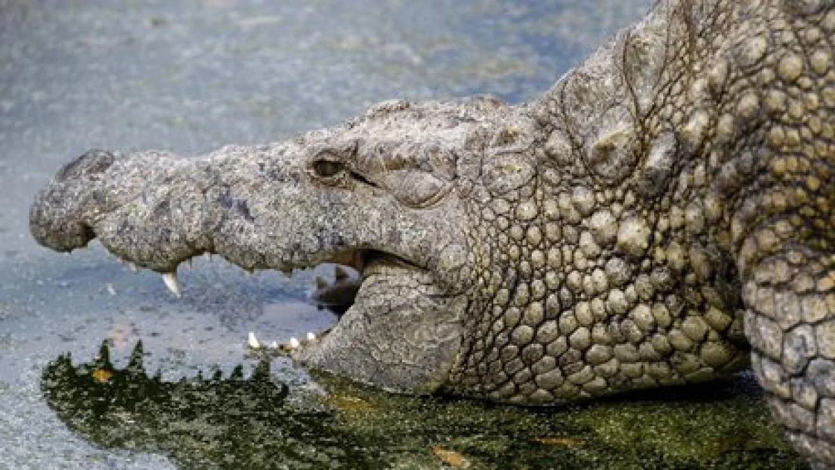 Índia estuda usar serpentes e crocodilos em trechos fluviais da fronteira com Bangladesh para coibir crimes